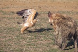 Serondella - Hyena pup chasing eagle Serondella - Hyena pup chasing eagle